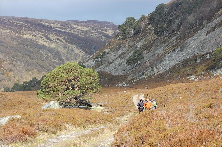 Challengers in Glen Feshie