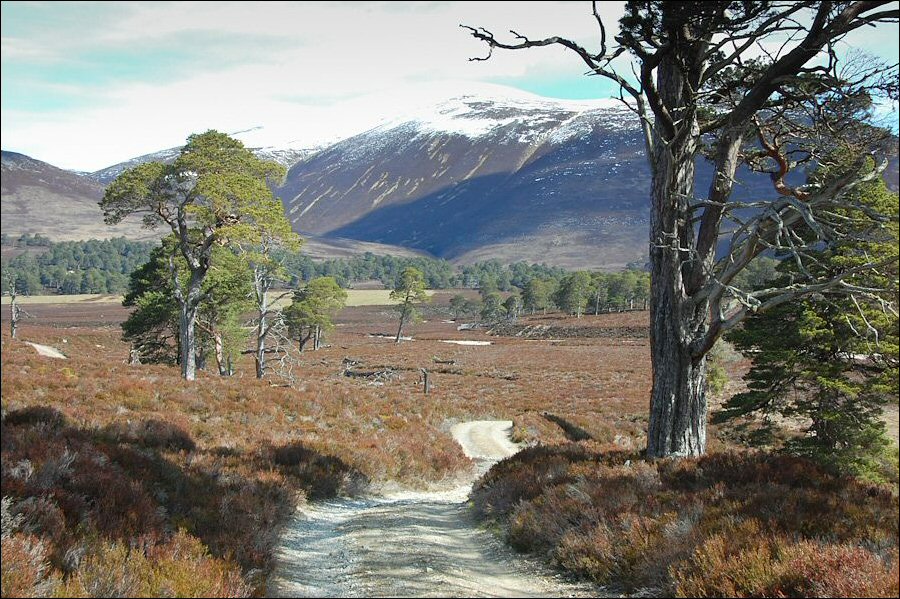 Glen Quoich